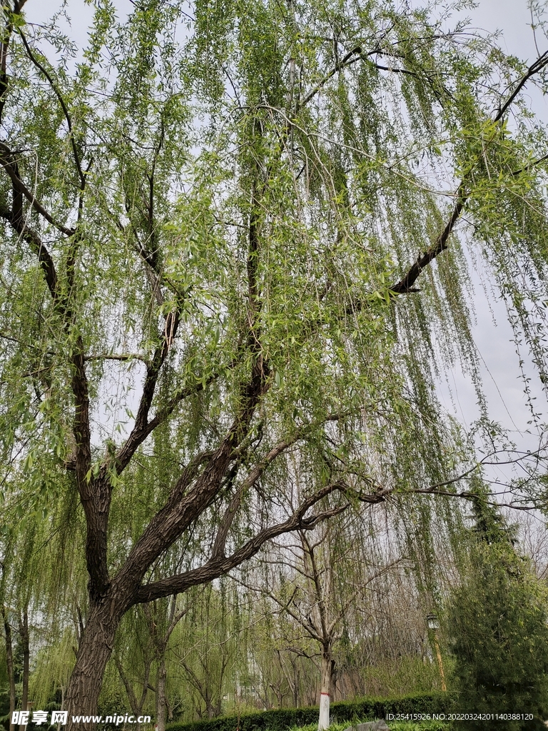 树