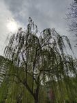 柳树