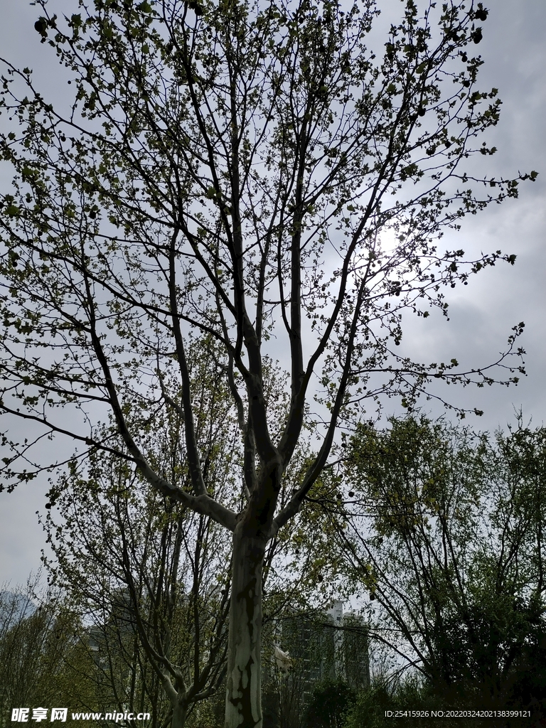 树