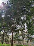 树