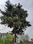 树