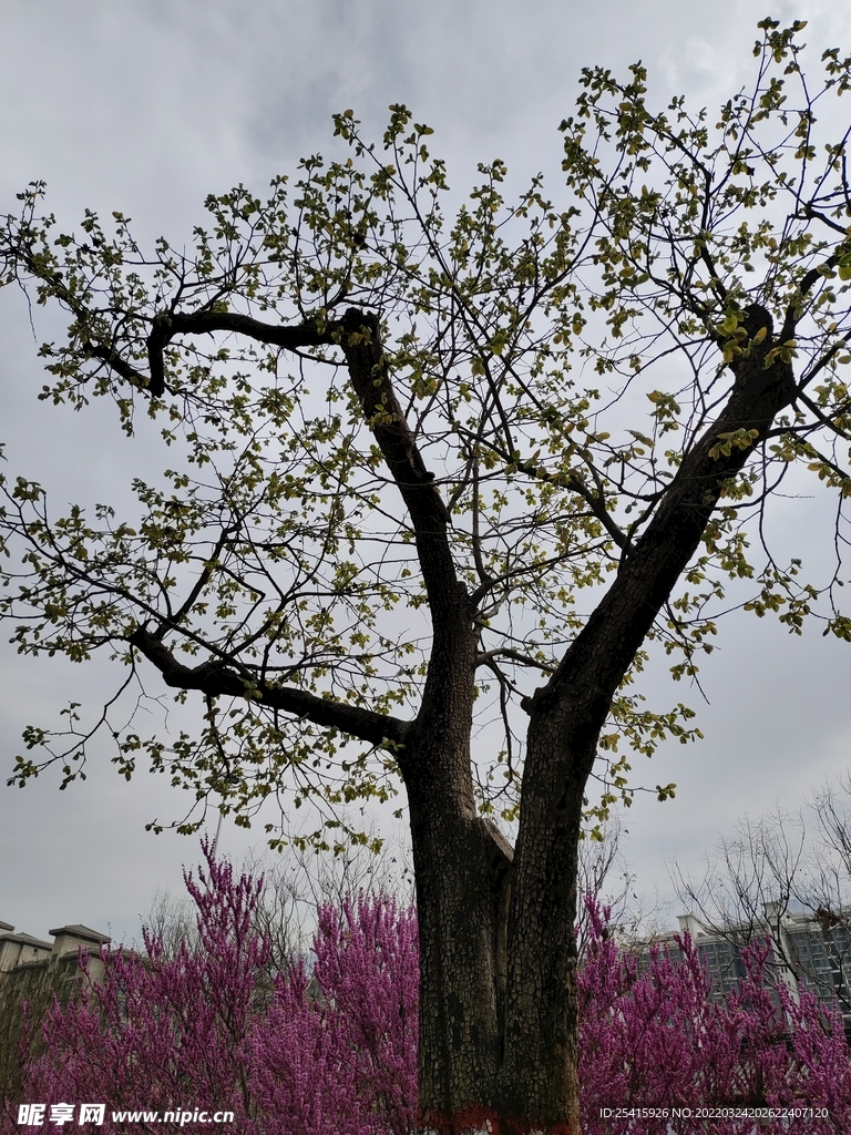 树