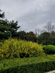 树