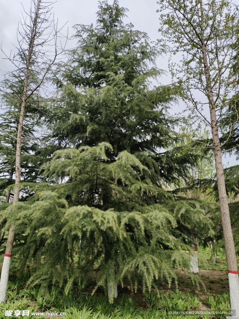 树