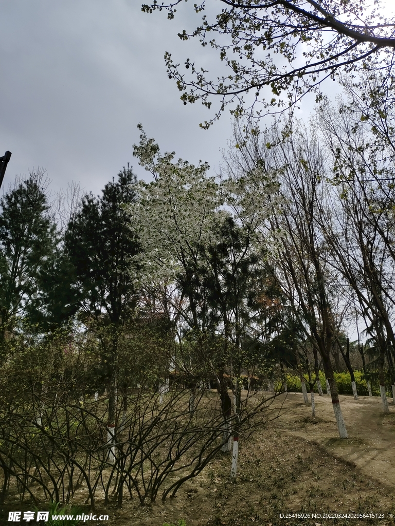 树