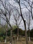 树