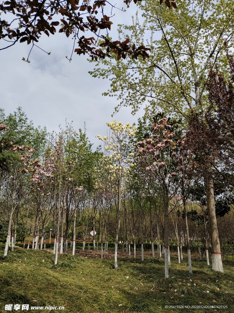 树