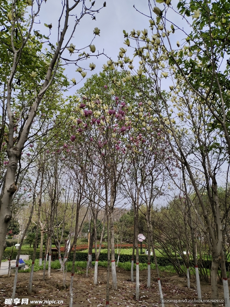 树