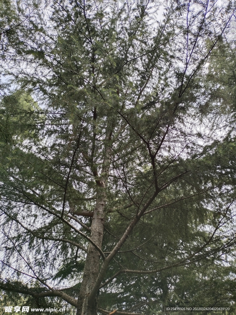 树