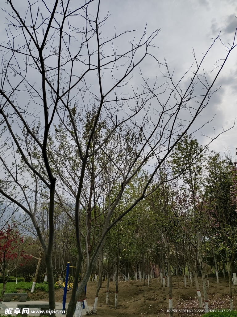 树