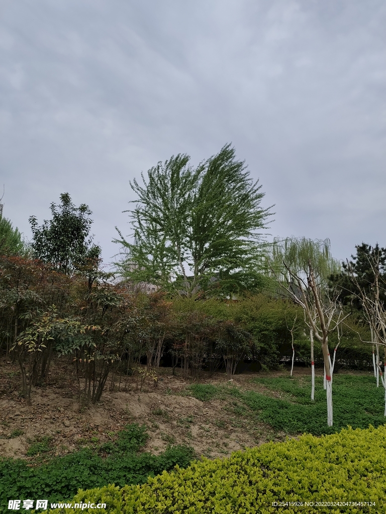 树