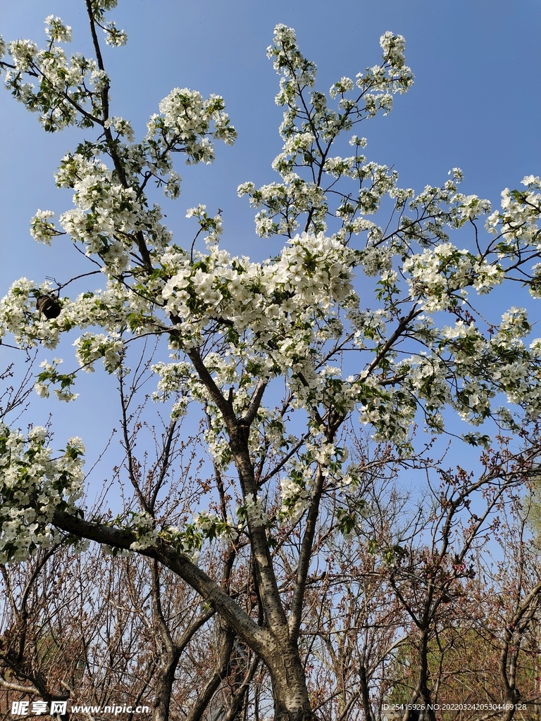 树