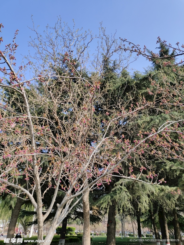 树
