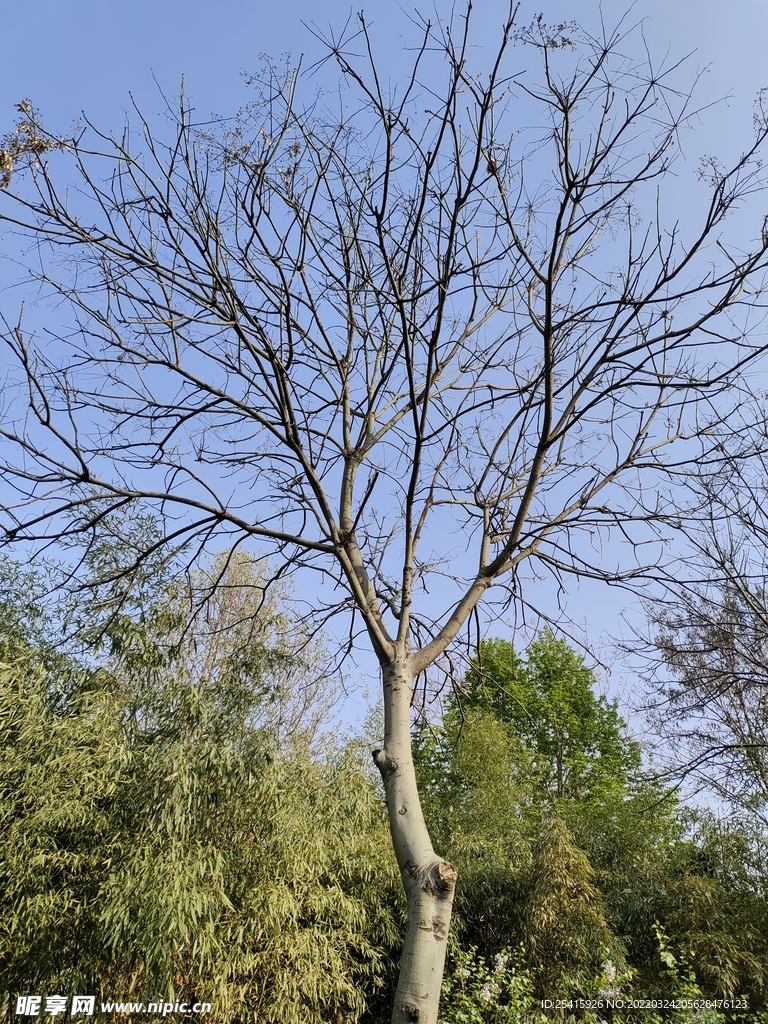 树