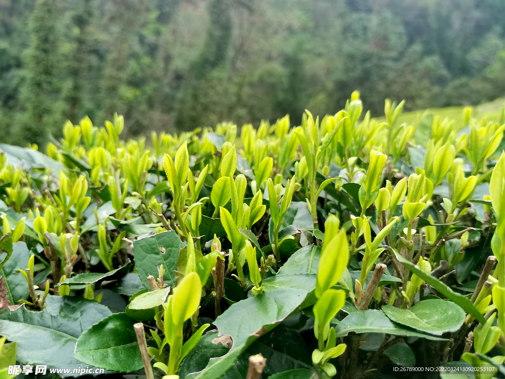 茶叶 绿茶