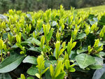 茶叶 茶田
