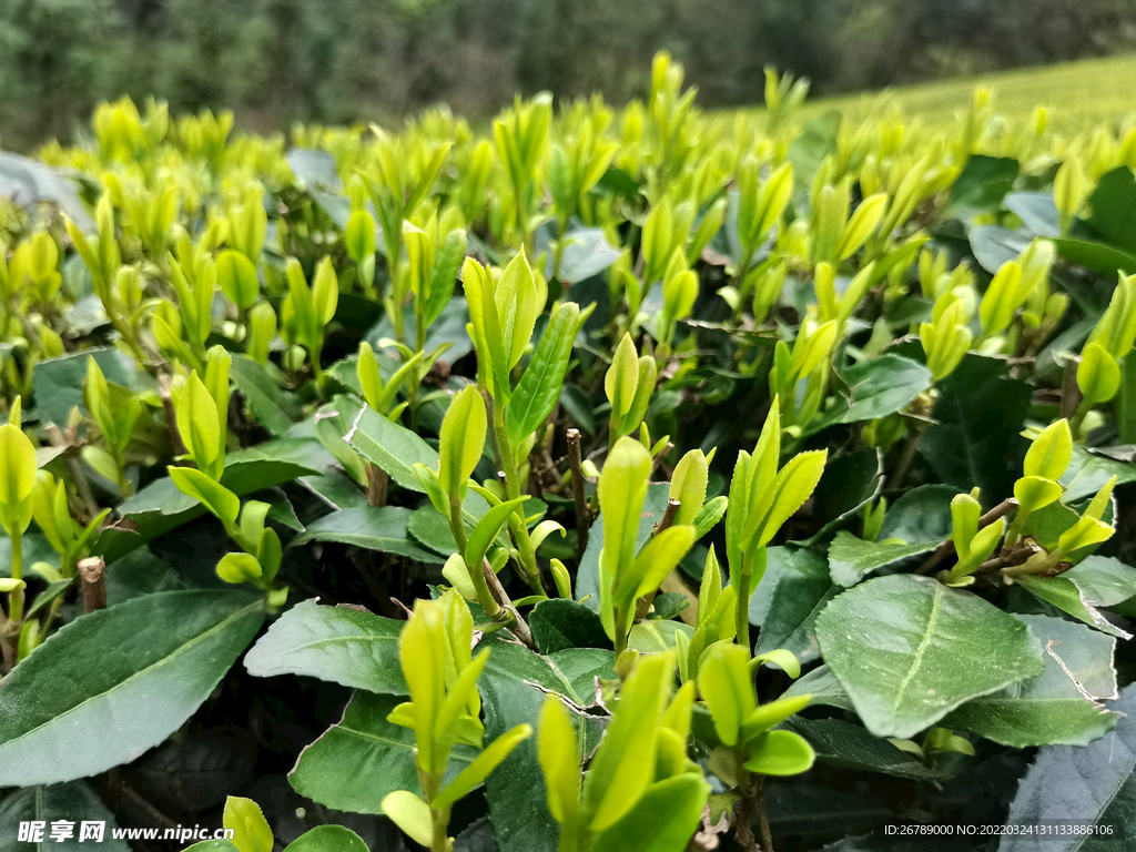 茶叶 茶田