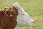 肉牛牛脸免扣素材
