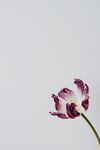 鲜花背景 