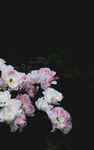 鲜花背景 