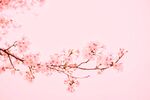 鲜花背景 