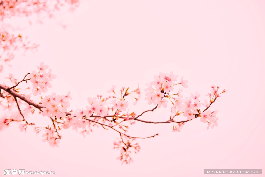 鲜花背景 