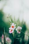 鲜花背景 