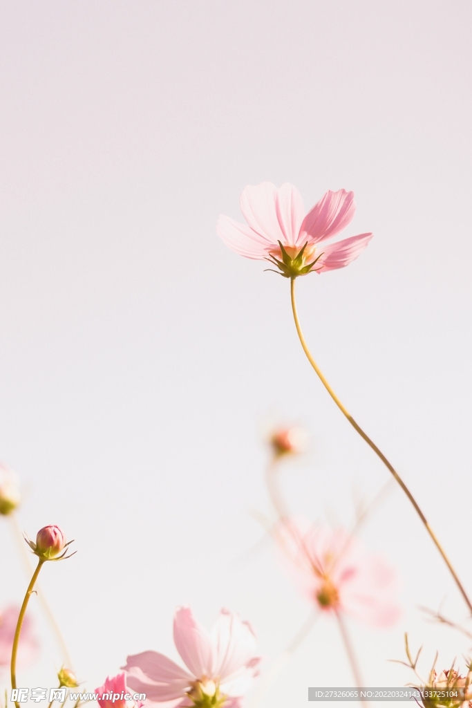 鲜花背景 