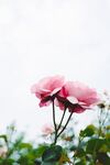 鲜花背景