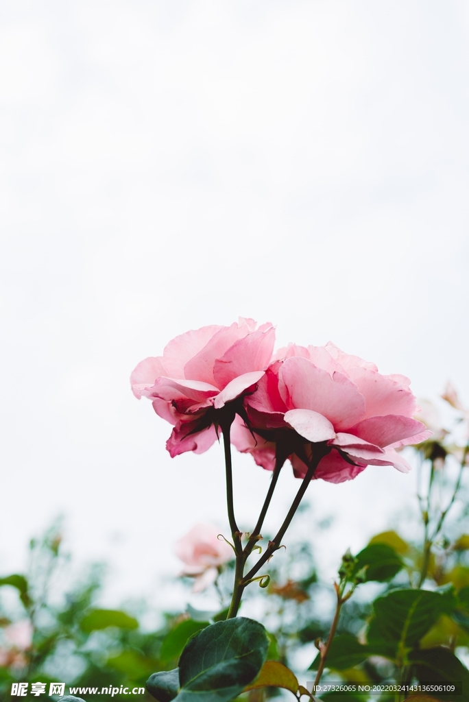 鲜花背景