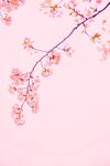 鲜花背景