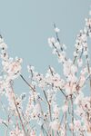 鲜花背景 