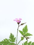 鲜花背景 