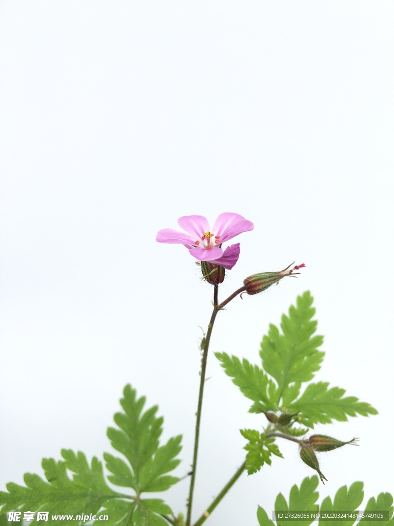 鲜花背景 