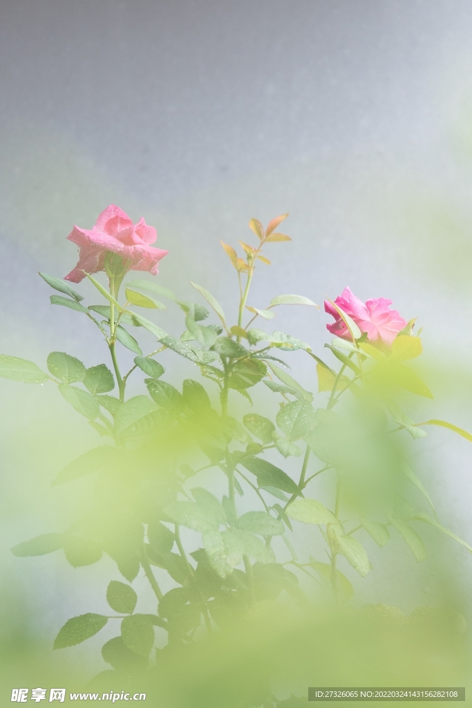 鲜花背景