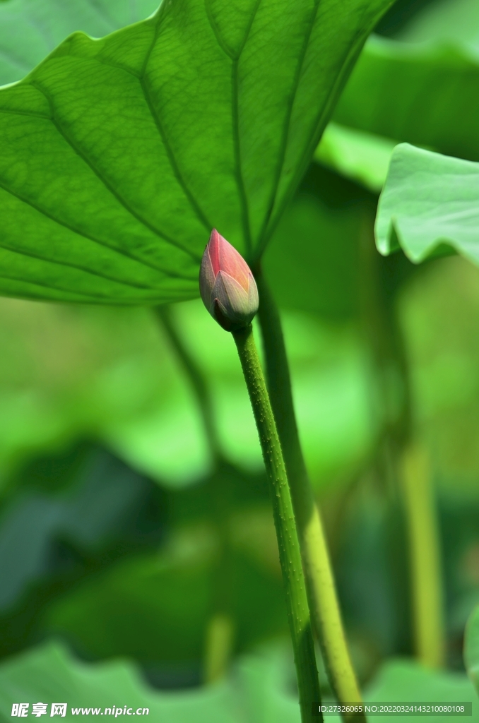 鲜花背景