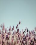 鲜花背景 