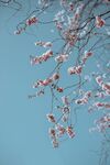 鲜花背景 