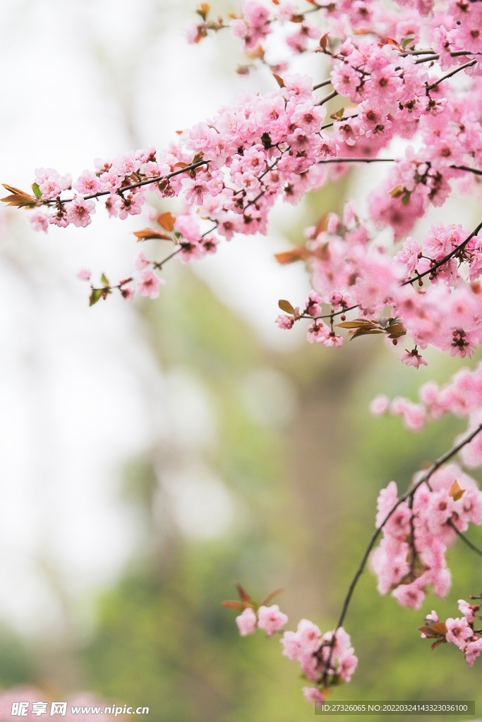 鲜花背景 