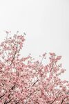 鲜花背景 