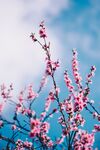 鲜花背景