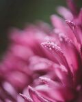 鲜花背景 