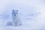 雪地里狐狸