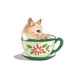 茶杯猫            