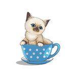 茶杯猫            