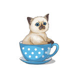 茶杯猫            