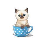 茶杯猫            