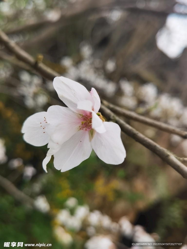 花朵