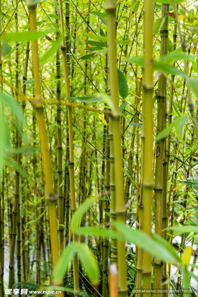 户外竹林
