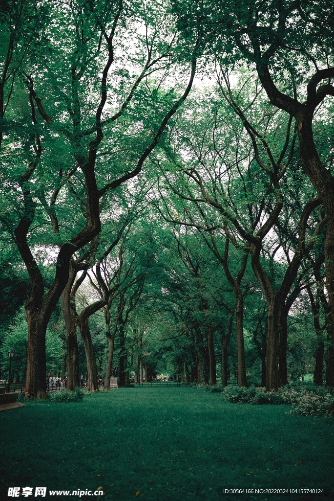 户外森林自然景观